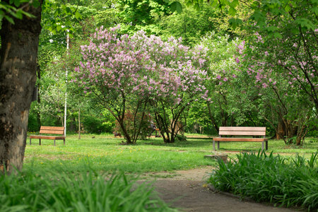spring park landscape nature blossom garden idyllic outdoor environment space of walking trail empty bench and blooming tree green and pink foliage petalsの写真素材