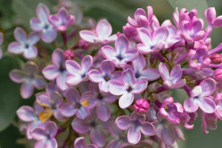 spring blossom lilac flower pink color narrow focus petals garden floral season specificの写真素材