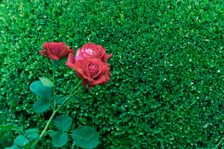 red petal color rose flower garden flower view on green bush foliage background wallpaper conceptの写真素材