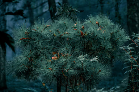 dark bush plant atmosphere aesthetic floral night natural concept viewの写真素材