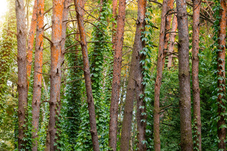 high trees creepy plants landscape summer south tropic forest warm wet environment space of nature...
