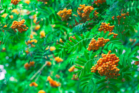 guelder rose growing on a tree season specific natural concept garden environment space of berries and green foliage leavesの写真素材