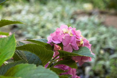 flower macro photography floral garden close up nature environment space spring blossom concept...