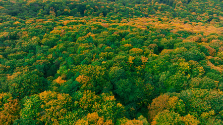 autumn forest aerial top view vivid colors wood land foliage green and yellow colors horizontal panorama sceneryの写真素材
