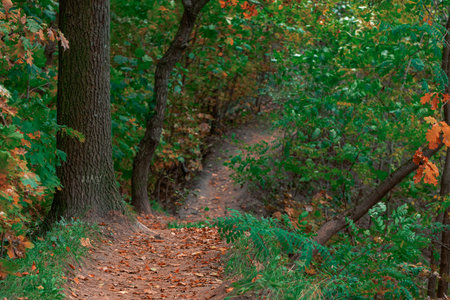 autumn forest dirt trail landscape September falling foliage green and yellow colors idyllic picturesque natural environment spaceの写真素材