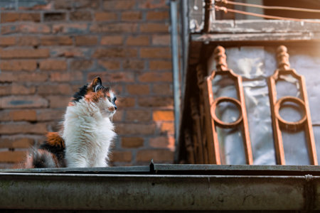 stray cat portrait fluffy animal theme posing on city scape grunge balcony foreshortening from below sunny lighting day conditionの写真素材