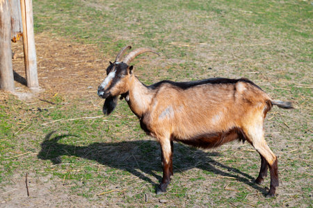 goat animal theme portrait farming creature country side pasture environment spaceの写真素材