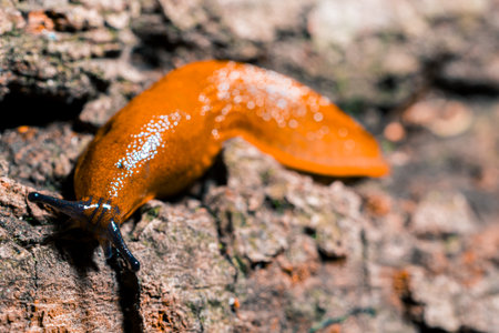 snail macro animal theme close up narrow focus photographyの写真素材