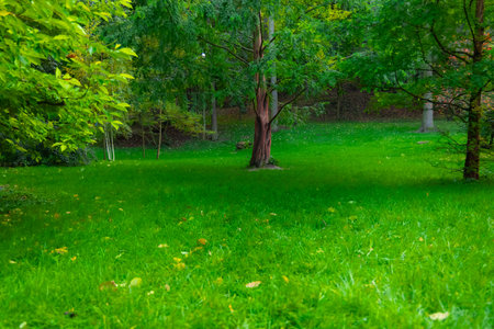 idyllic summer grass land lawn forest edge August warm environment space nature scenic concept pictureの写真素材