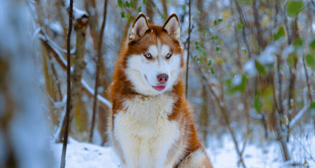 winter dog husky animal theme portrait soft looking in white winter environment space woods space...
