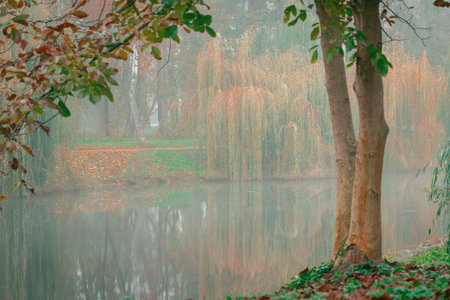 autumn forest lake misty landscape of peaceful solitude morning brown orange leaves on trees and small pond natural environment space backgroundの写真素材