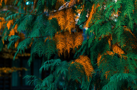 autumn background green orange foliage natural scenic view close up tree October aesthetic colorsの写真素材