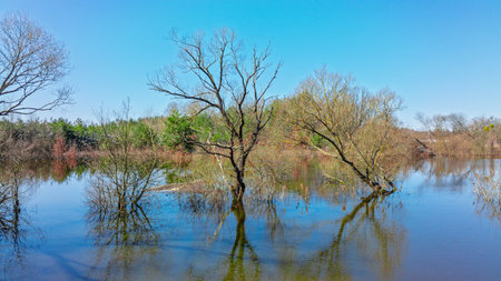 swamp felling trees landscape scenic view autumn season nature environmentの写真素材