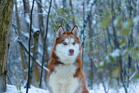 husky dog portrait in winter woods December environment space animal theme
