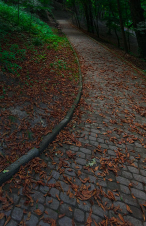 dusk park curved track for walking paved road in autumn dusk lighting park vertical photographyの写真素材
