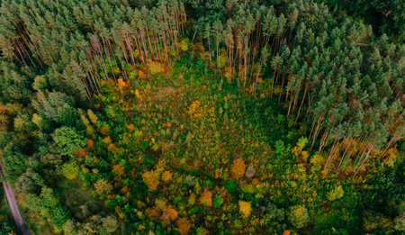 aerial landscape of autumn forest orange and evergreen trees from above drone photography concept with September and October aesthetic sceneryの写真素材