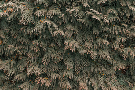 monochrome low light pine needle branches backgroundの写真素材