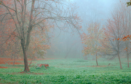 misty nature landscape of autumn park grass lawn and bare branches trees with falling orange foliage atmospheric environment spaceの写真素材