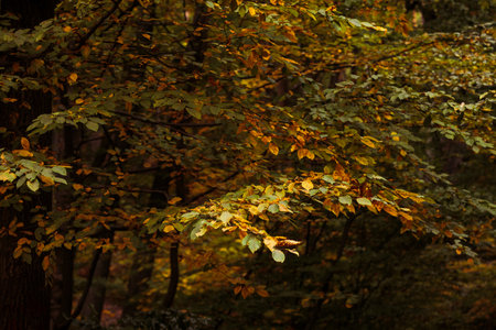 golden colors park landscape foliage close up nature background conceptの写真素材