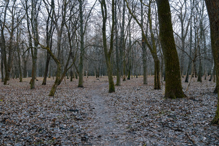depressive forest bare branches trees March monthの写真素材