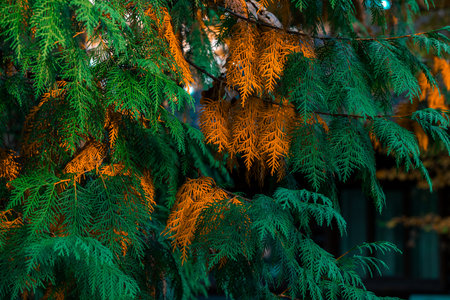 autumn vivid tree branch green orange colorful needle foliage natural September background close up view beautiful natureの写真素材