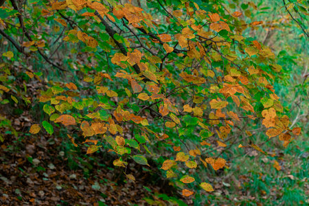ordinary tree branch green yellow leaves autumn day time natural viewの写真素材