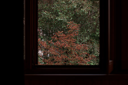 autumn dusk trees leaves view from inside room view foreground window frame patternの写真素材