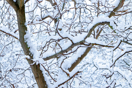 snowy branches winter tree close up frost cold season time
