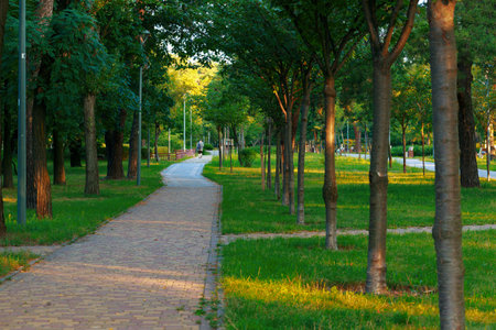 morning sun rise park foot path alley way growing trees paved road for walking spring season environment spaceの写真素材