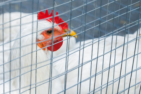 cruelty with animal chicken in cage animal theme conceptの写真素材