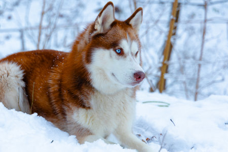 Alaskan dog Husky animal theme blue eyes portrait attractive domestic pet model posing in snowy winter forest environmentの写真素材