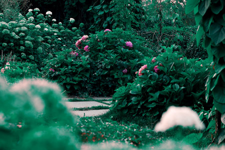 dusk twilight atmospheric blossom spring season floral garden natural environment space dark blue bush and petals of rose flowersの写真素材