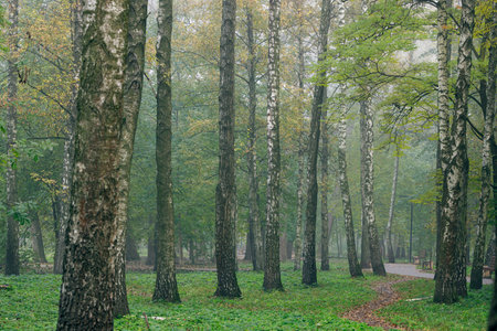 birch wood land landscape misty atmospheric foggy morning nature spring season environment spaceの写真素材