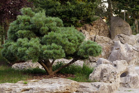 spring garden wood land floral environment space spruce decorative tree rocks and terrace landscaped local viewの写真素材