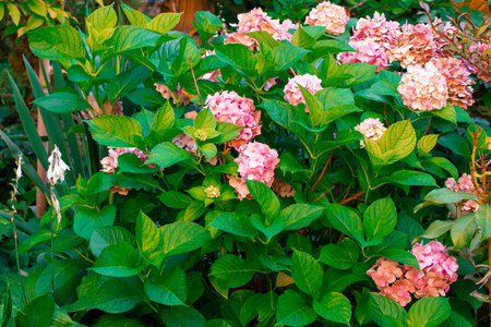blossom rose flower bush foliage close up garden floral view spring season time plant green woods...