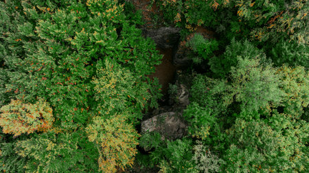 aerial top view of forest drone photography natural summer wood land nature landscape background...