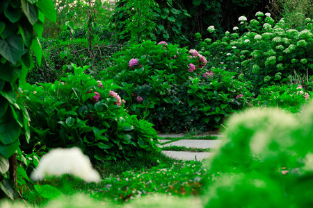 spring blossom flower bed rose petals blooming season April time in garden floral plants greenery bushes environment spaceの写真素材