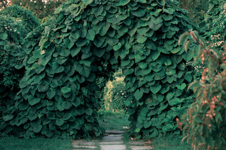 natural arch shape garden scene landscape view of foliage passage atmospheric scenery background environment spring season dayの写真素材