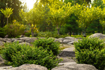 nature wallpaper sun rise idyllic time green foliage stone garden pattern concept blurred background spaceの写真素材