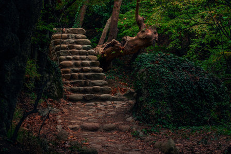 atmospheric dramatic misty forest wood land natural environment
