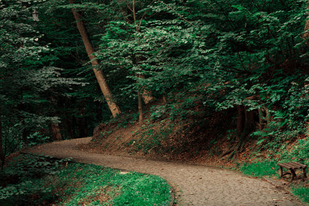 dusk park curved paved trail road for walking in evergreen trees environment space