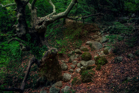 A winding forest path is covered with fallen leaves and mossy rocks, leading past a very old,...