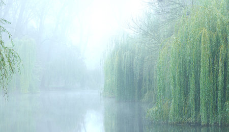 Serene natural landscape featuring weeping willow trees lining a tranquil river on a foggy morning,...