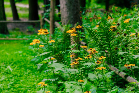 A sun-dappled forest floor showcases a cluster of bright yellow wildflowers surrounded by verdant...