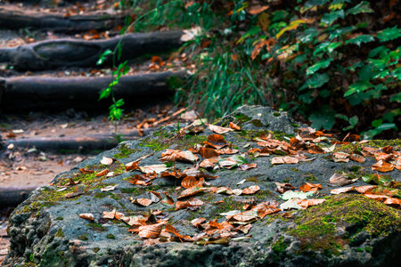 Fallen autumn leaves rest on a textured, mossy stone with a blurred forest trail in the background