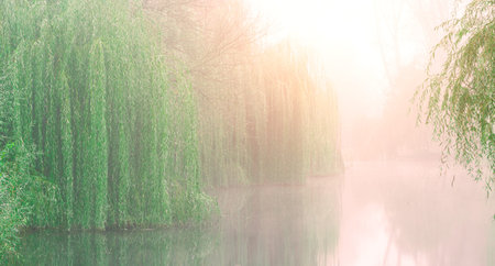 Soft golden light illuminates a serene landscape with lush green weeping willows bordering a calm...