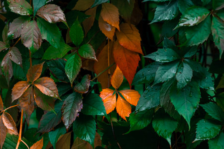 A close-up view of a plant with vibrant green and orange leaves, some with water droplets on them, showcasing nature's beauty and seasonal change in a garden or forest setting