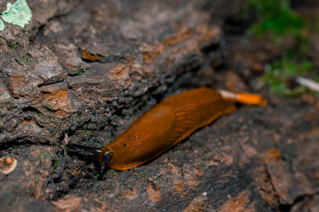 A detailed close-up captures the intricate textures of a slug's body and the rough stone environment it inhabits