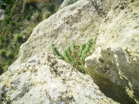 Fresh raw sage in mountain. Wild Sage herb grows on the field. Aromatic natural sage plant of sky and nature background. の写真素材