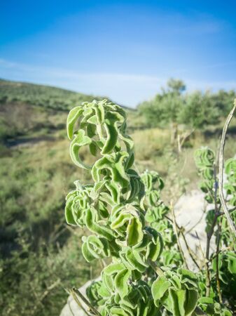 Fresh raw sage in mountain. Wild Sage herb grows on the field. Aromatic natural sage plant of sky and nature background. の写真素材